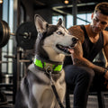 Collar Venom MITZON cuero genuino motivo serpiente verde fluorescente - husky en gimnasio