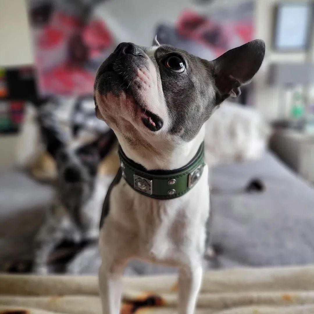 Collier pour chien MITZON Eros vert en cuir avec rivets décoratifs et rembourrage orthopédique sur un Boston Terrier