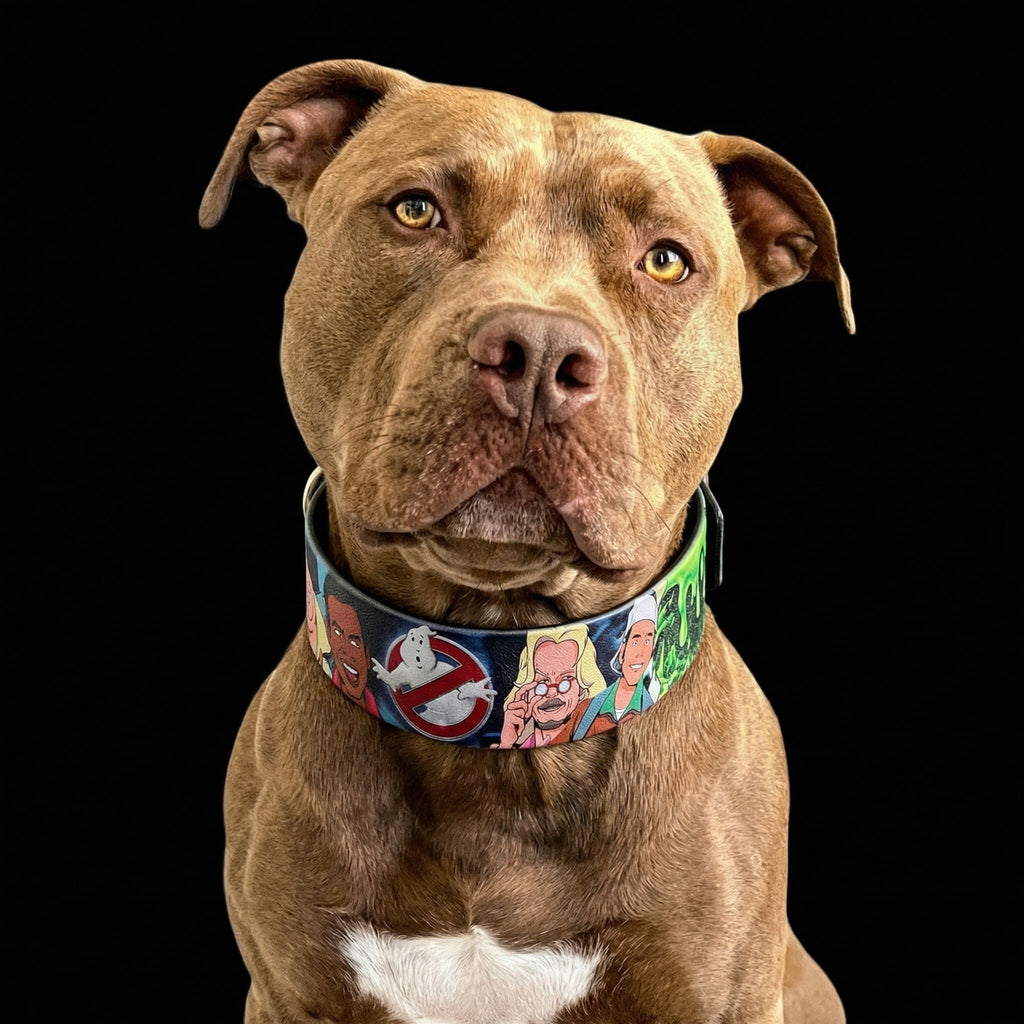 Collier pour chien MITZON Ghosts en biothane imperméable avec motif Halloween sur un chien brun sur fond noir