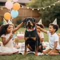 Chien Rottweiler portant le collier MITZON Ghosts lors d'une fête d'anniversaire en extérieur avec des enfants.