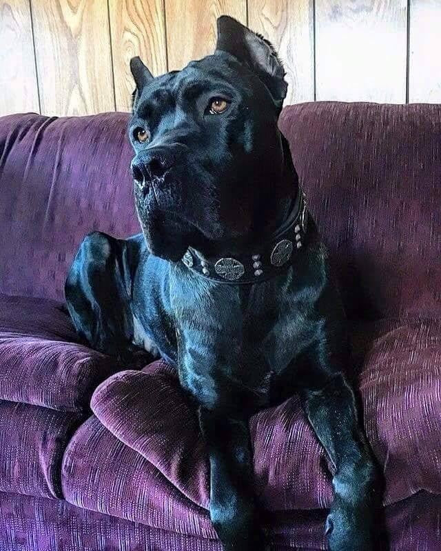 Chien noir imposant portant un collier en cuir noir MITZON avec rivets argentés, assis sur un canapé violet.