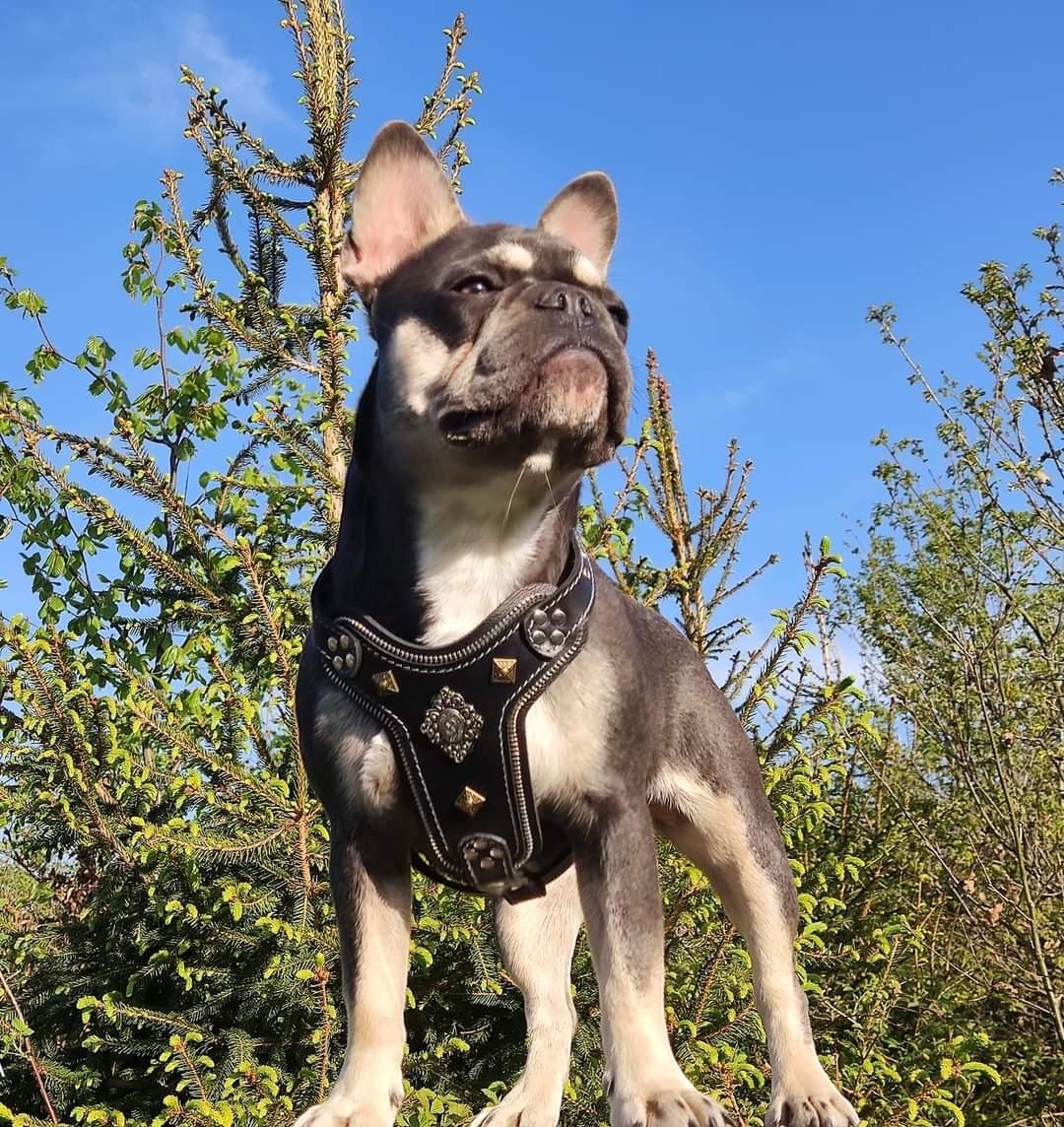 Harnais pour chien MITZON Aztec en cuir noir avec rivets décoratifs en argent et laiton sur un bouledogue français