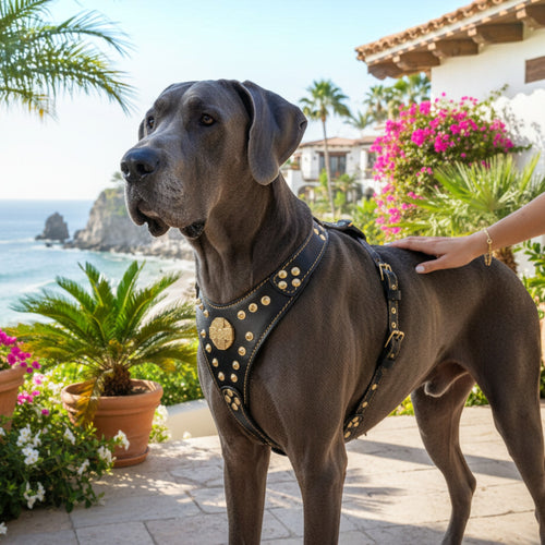 Harnais pour chien MITZON Maximus en cuir noir avec rivets dorés et rembourrage orthopédique sur un Grand Danois