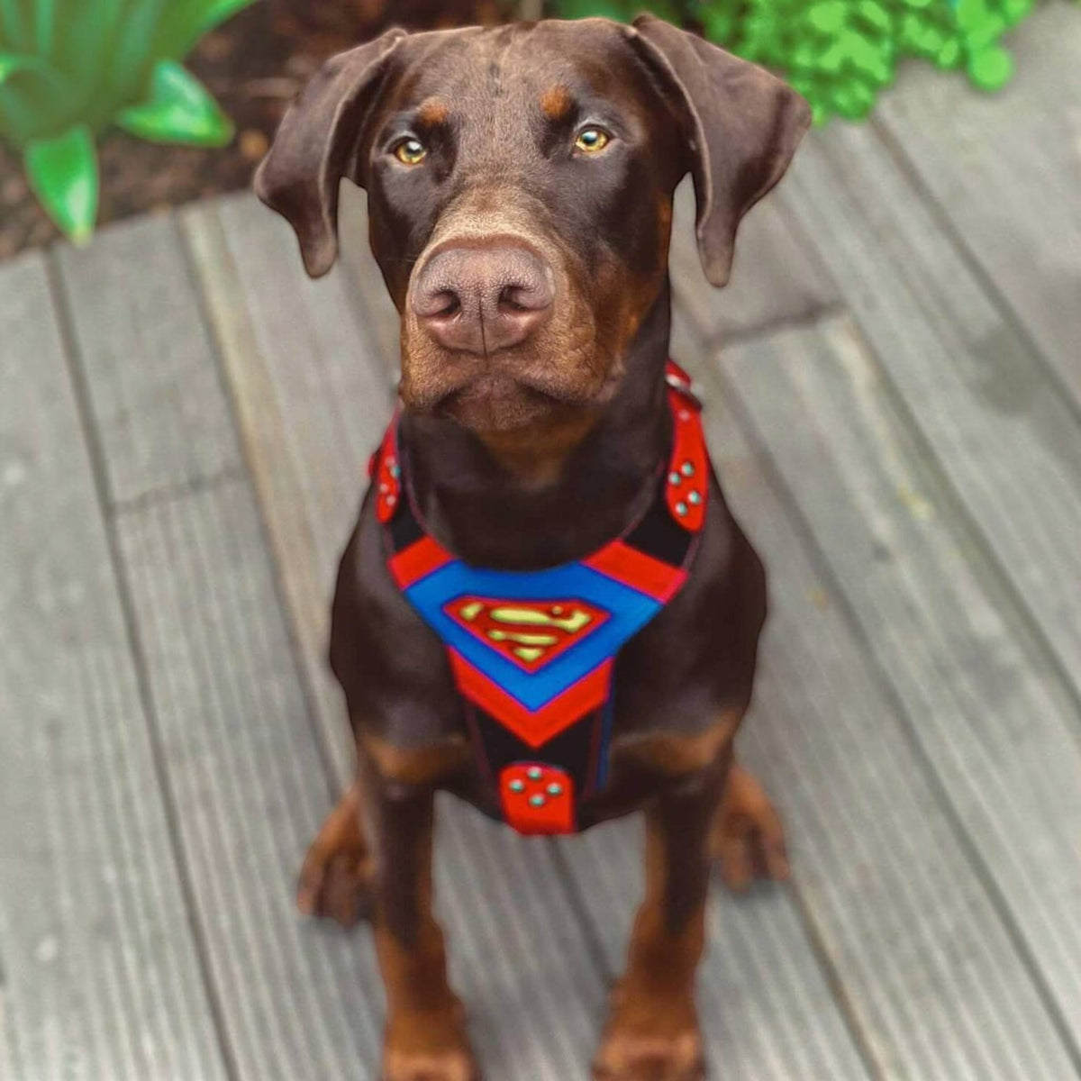Harnais pour chien MITZON rouge et bleu avec motif super-héros porté par un doberman marron sur une terrasse en bois