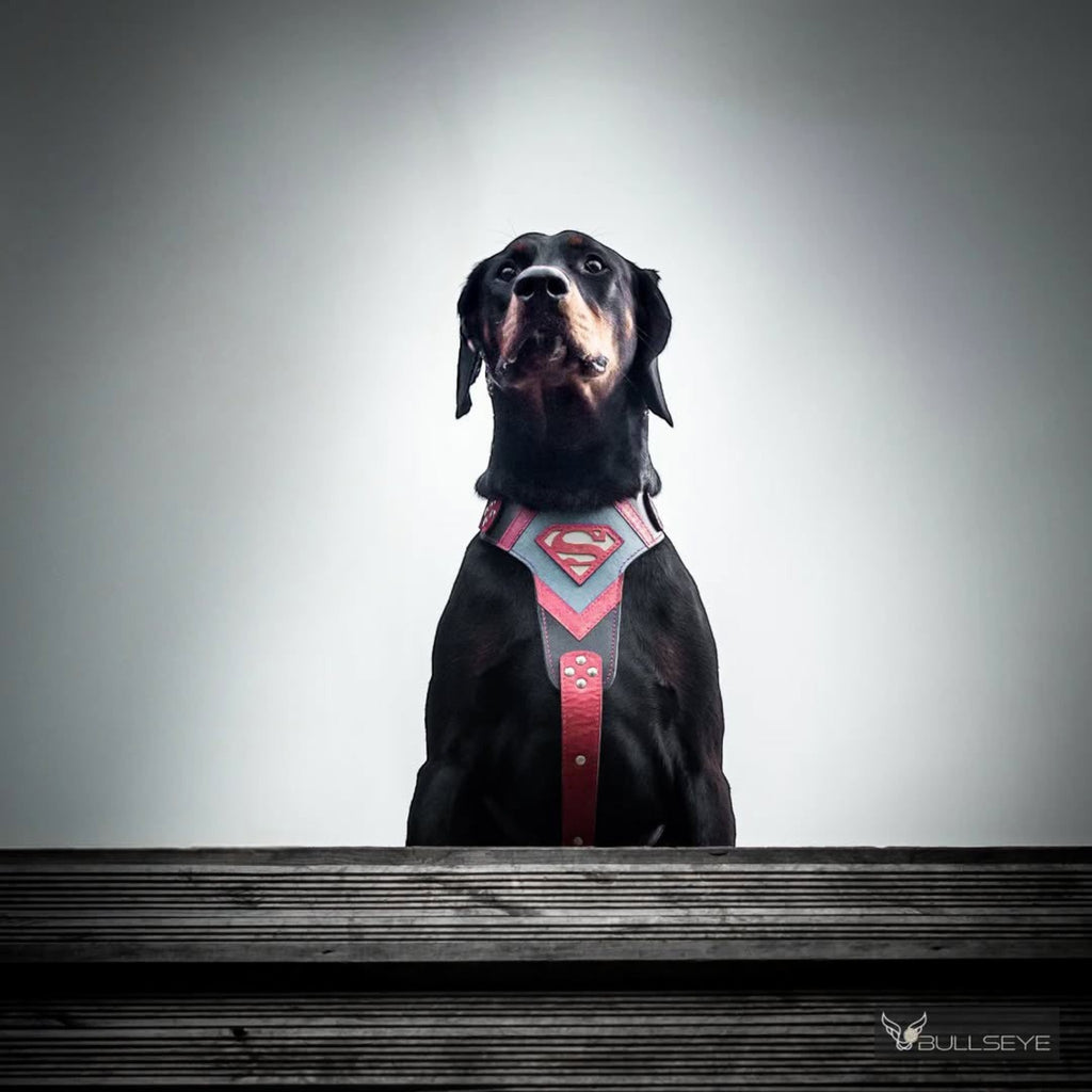 Harnais pour chien MITZON motif super-héros rouge et gris porté par un Doberman noir sur fond neutre