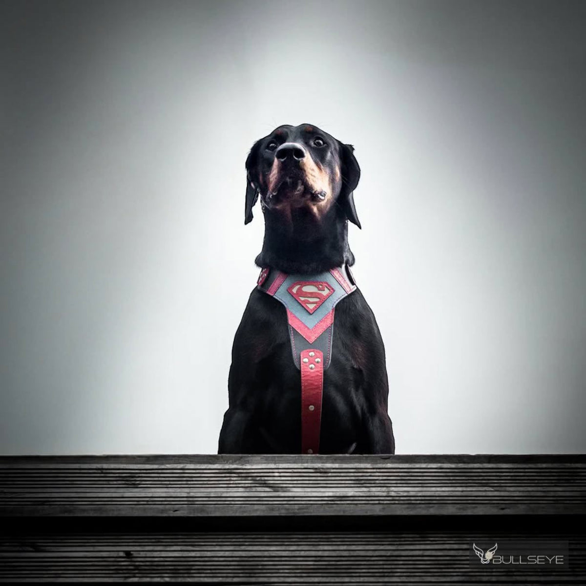 Harnais pour chien MITZON motif super-héros rouge et gris porté par un Doberman noir sur fond neutre