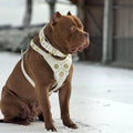Chien de type Pitbull portant un harnais et collier en cuir blanc et doré MITZON dans la neige
