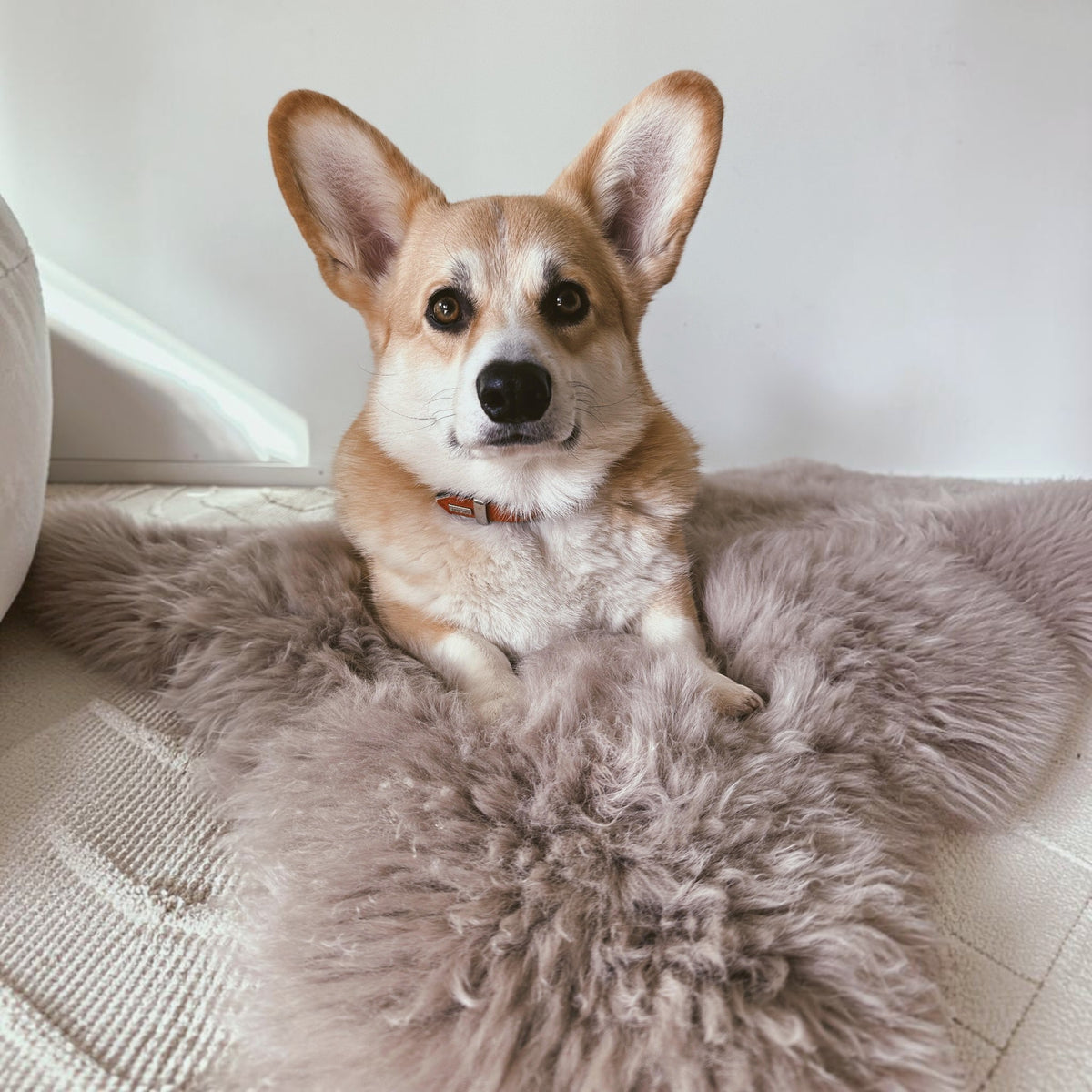Corgi assis sur un tapis pour animaux MITZON en peau de mouton greige douce et naturelle