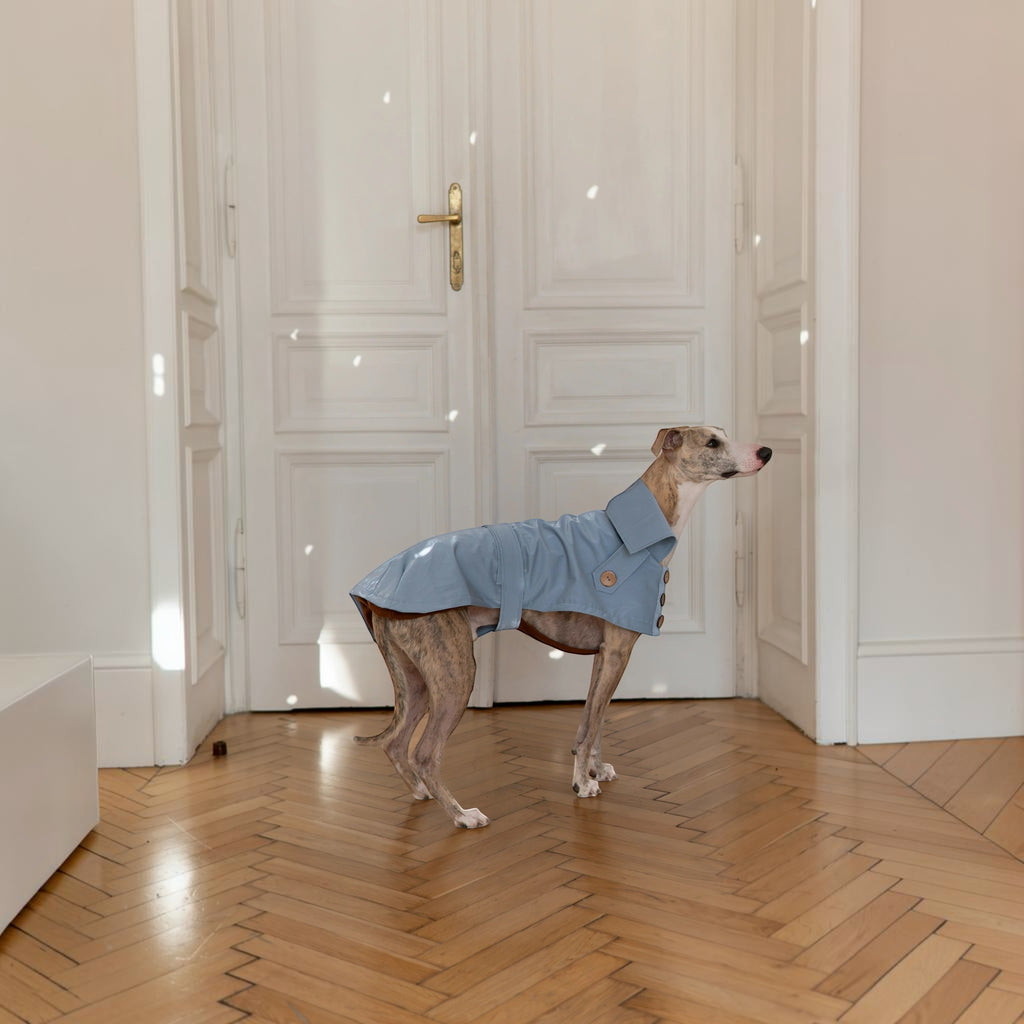 Chien portant un trench-coat imperméable bleu clair MITZON en coton avec boutons en noix de coco et doublure en laine