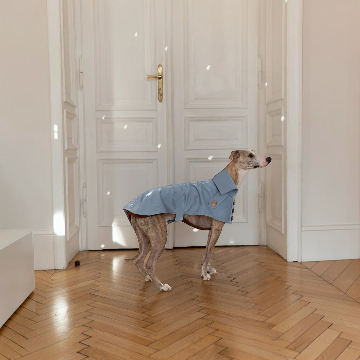 Chien portant un trench-coat imperméable bleu clair MITZON en coton avec boutons en noix de coco et doublure en laine