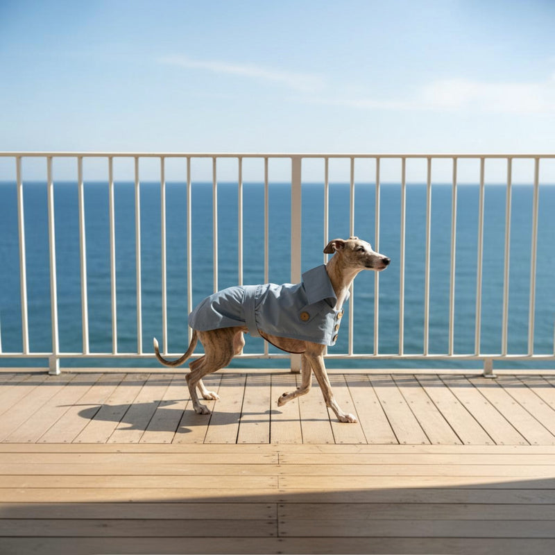 Chien portant un trench-coat imperméable bleu clair MITZON en coton avec boutons en noix de coco sur une terrasse
