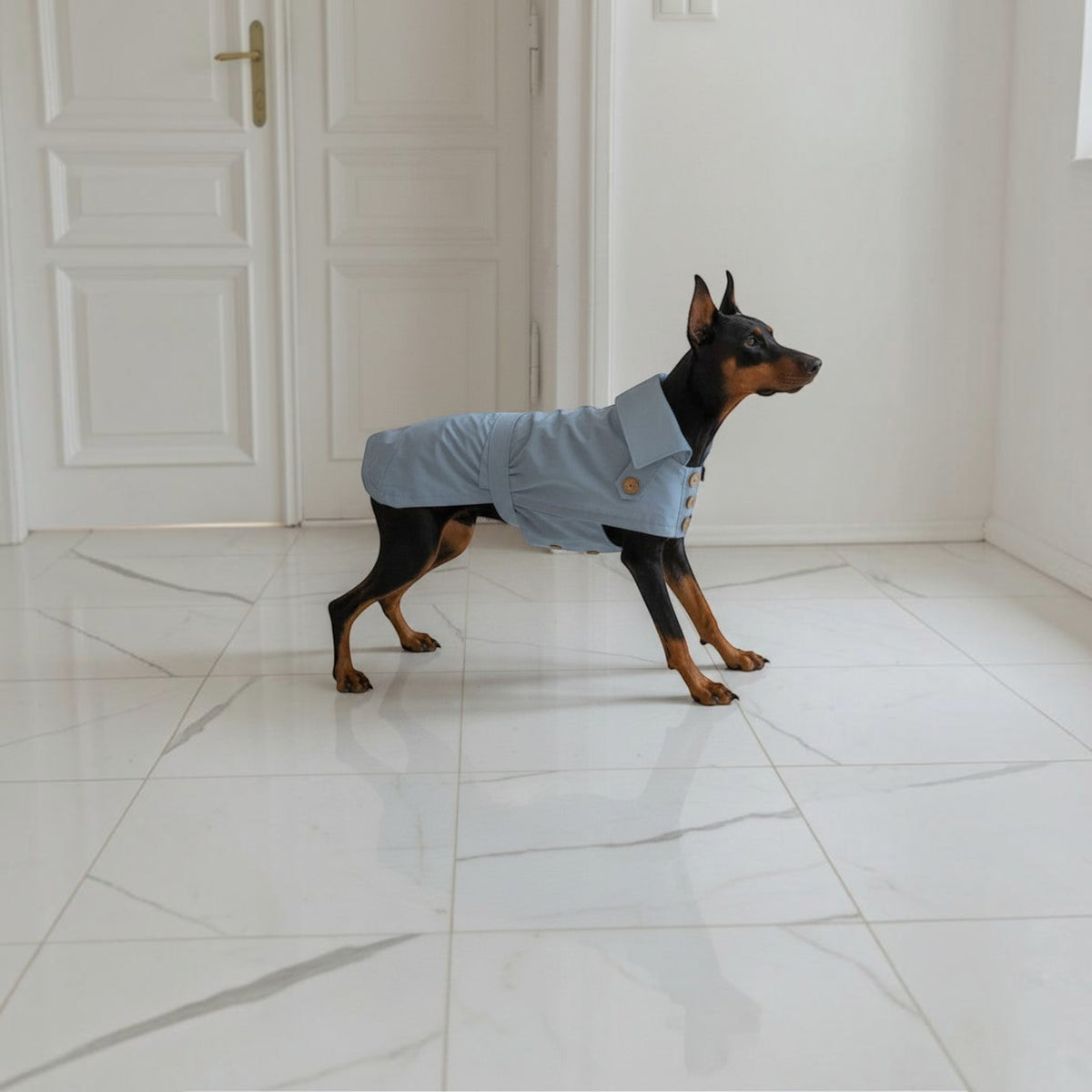 Chien Doberman portant un trench-coat imperméable bleu clair MITZON en coton avec boutons en noix de coco