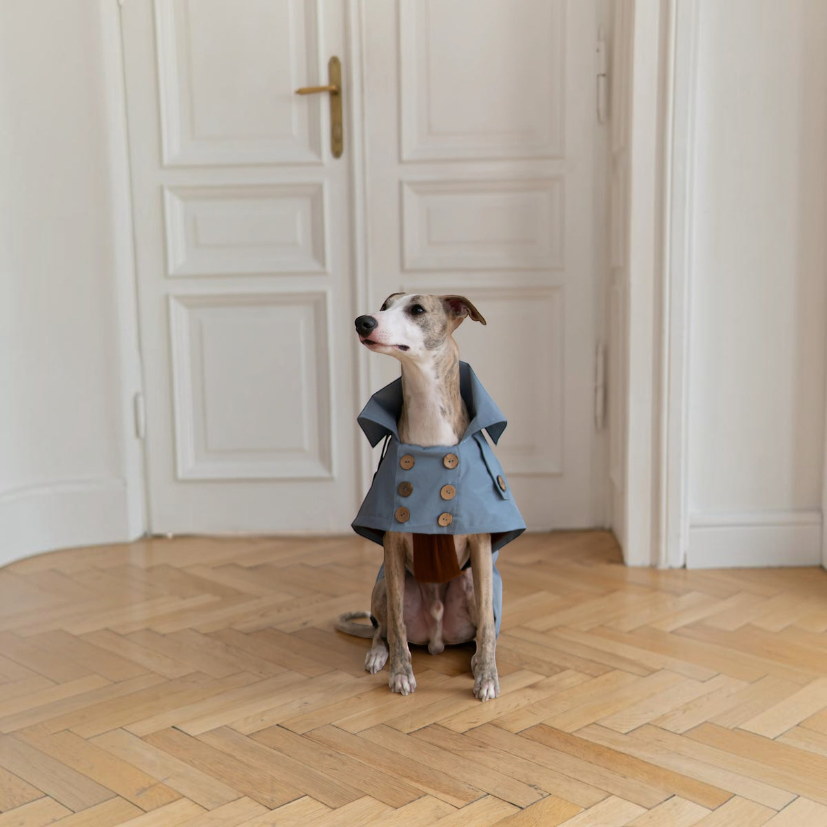 Chien de type lévrier portant un trench-coat imperméable bleu clair MITZON en coton avec boutons en noix de coco.
