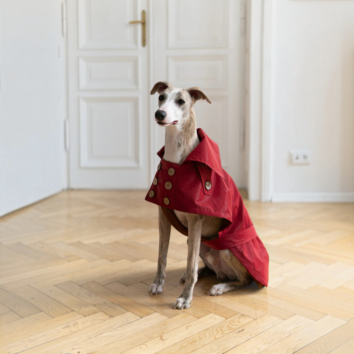 Chien lévrier portant un trench-coat imperméable bordeaux MITZON en coton avec boutons en noix de coco