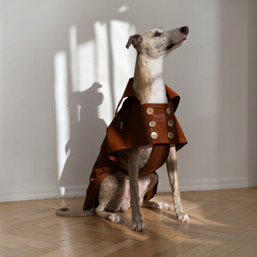 Chien lévrier portant un trench-coat MITZON marron chocolat en coton déperlant avec boutons en noix de coco
