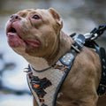 Detalle arnés Dragon's Eye LIMITED para perros - materiales premium dark luxury MITZON