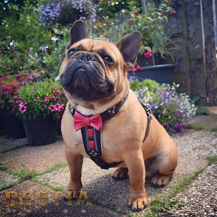 Arnés Bowtie cuero marrón para perros - detalle moño sofisticado - MITZON