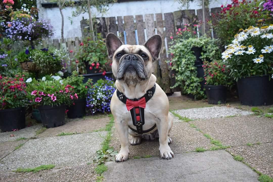 Arnés de cuero Bowtie marrón MITZON - accesorio fashion premium para perros