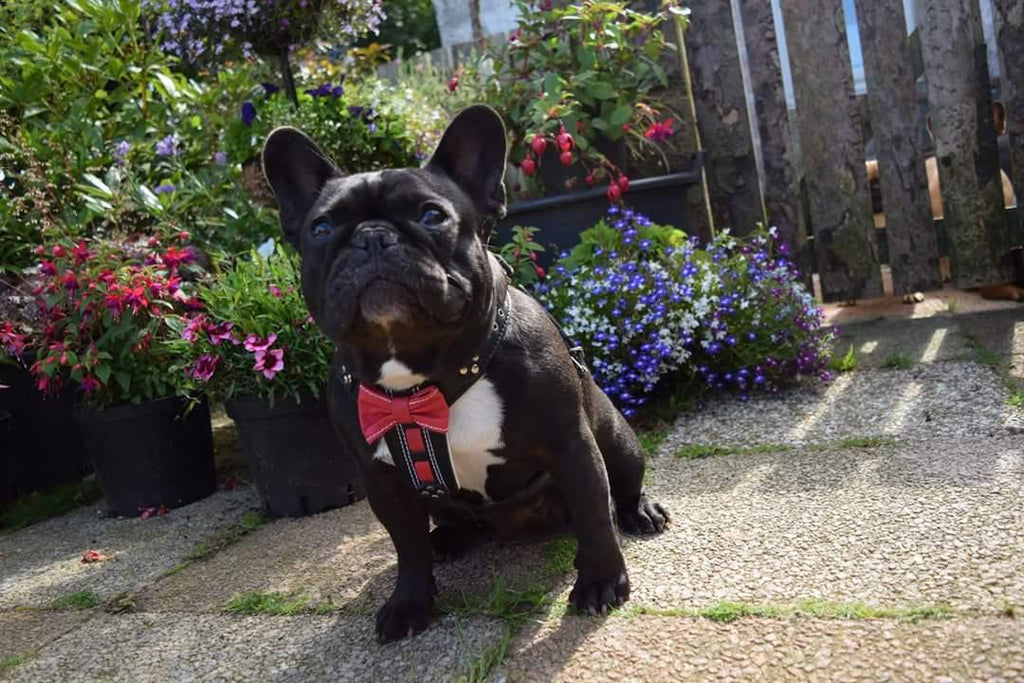 Arnés Bowtie MITZON cuero marrón - ajuste ergonómico talla pequeña y mediana