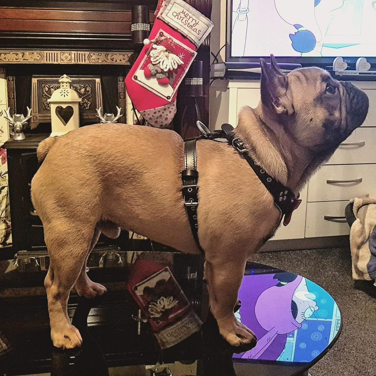 Arnés de cuero Bowtie marrón para perros pequeños y medianos - diseño elegante - MITZON