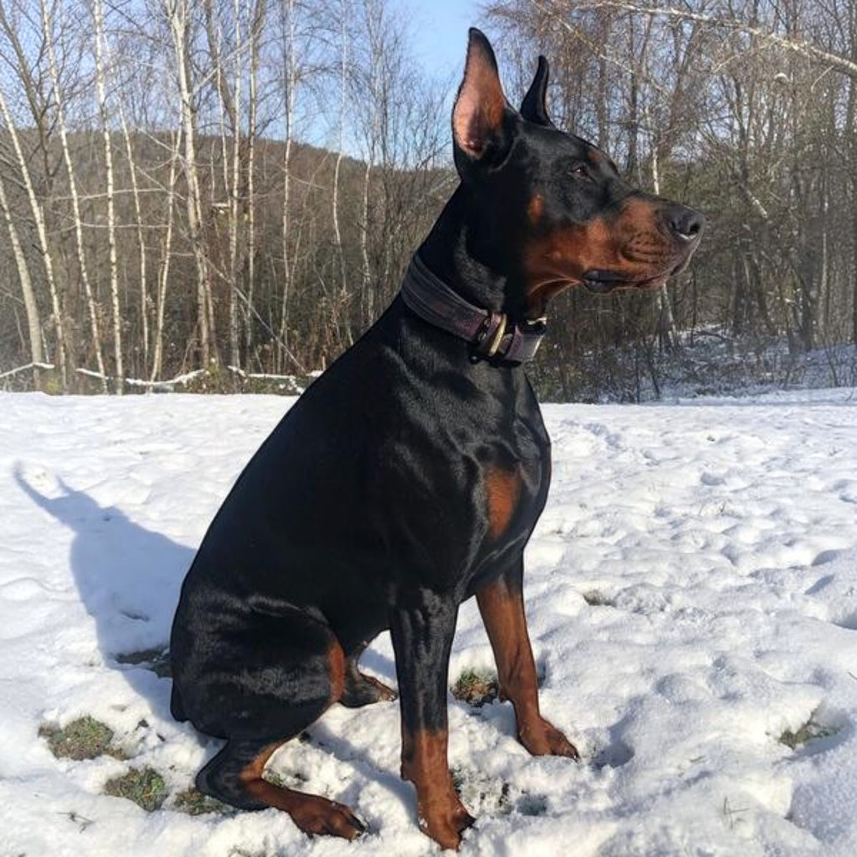 Collar Cobra para perros - diseño audaz y resistente - MITZON