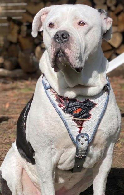 Arnés Dragon's Eye MITZON edición limitada - accesorio único para perros