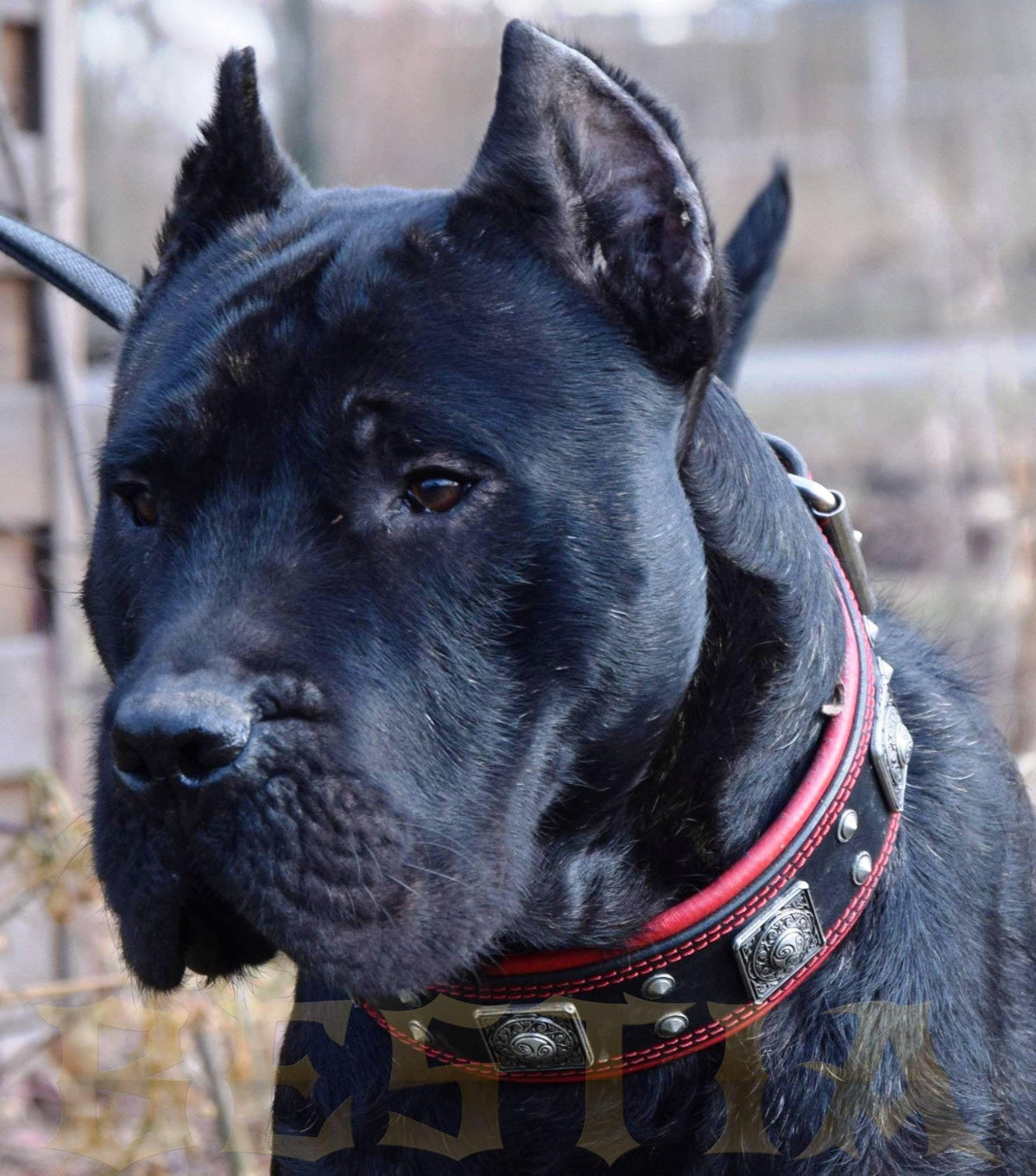 Collar Eros 2.5 pulgadas negro y rojo premium para perros - accesorio de lujo llamativo - MITZON