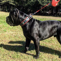 Collar Eros negro y rojo para perros - ancho 2.5 pulgadas diseño audaz y poderoso - MITZON