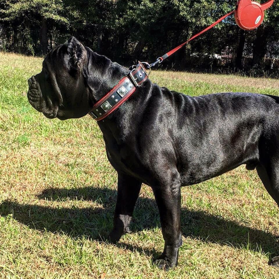Collar Eros negro y rojo para perros - ancho 2.5 pulgadas diseño audaz y poderoso - MITZON