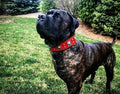 Detalle collar Eros rojo 2.5 pulgadas para perros - acabados premium de lujo MITZON