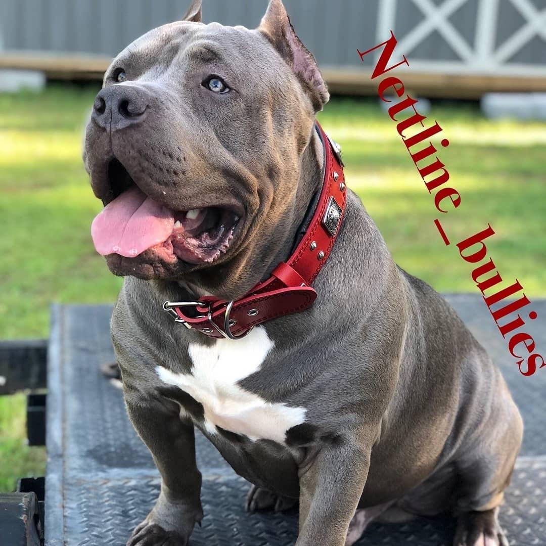 Collar Eros rojo para perros - ancho 2.5 pulgadas diseño audaz y vibrante - MITZON