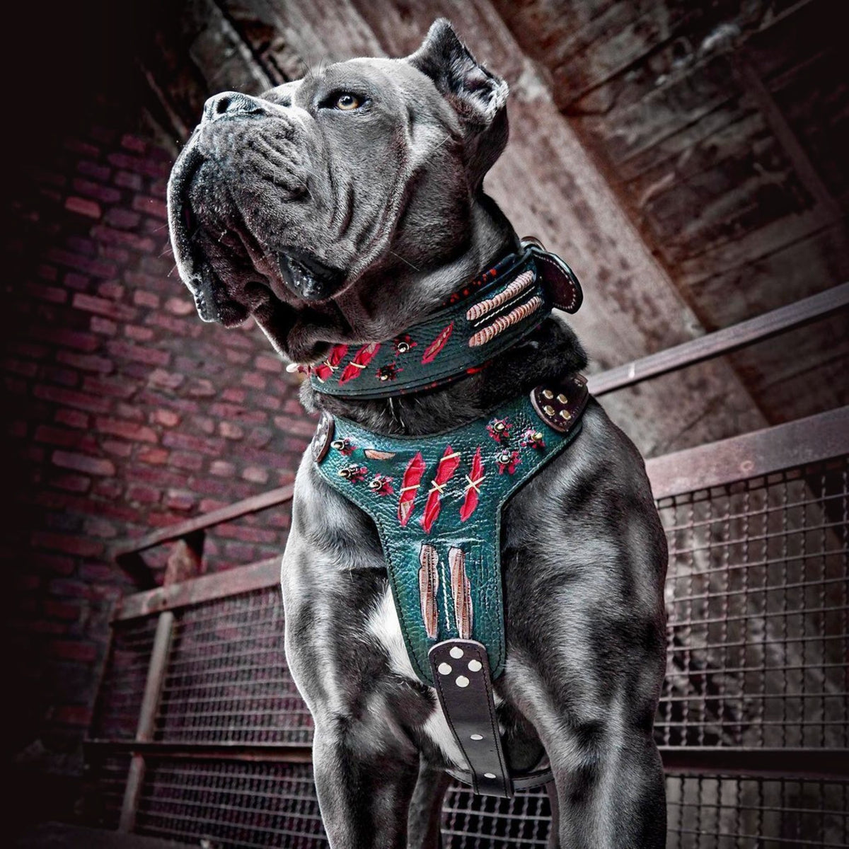 Arnés Haunted LIMITED para perros - detalle frontal edición especial - MITZON