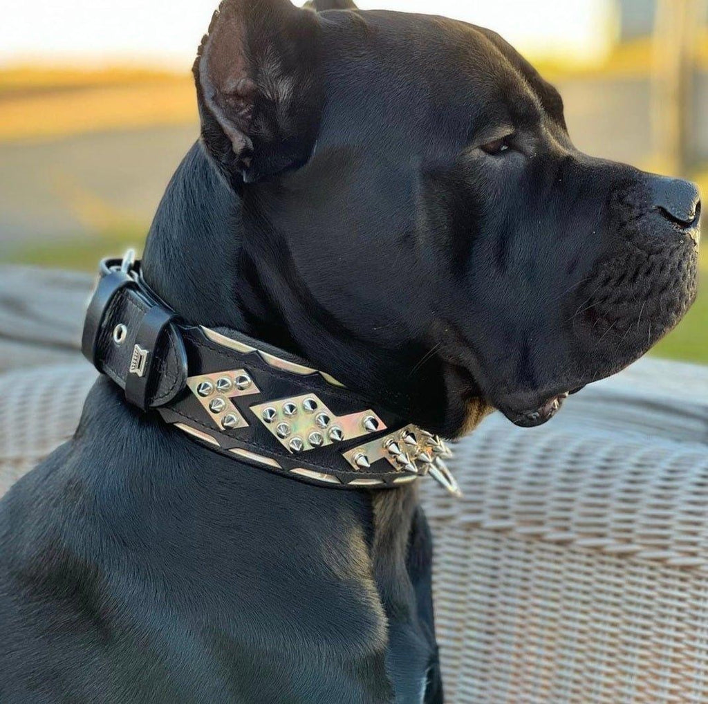 Collar Midas plateado para perros - diseño lujoso y brillante - MITZON