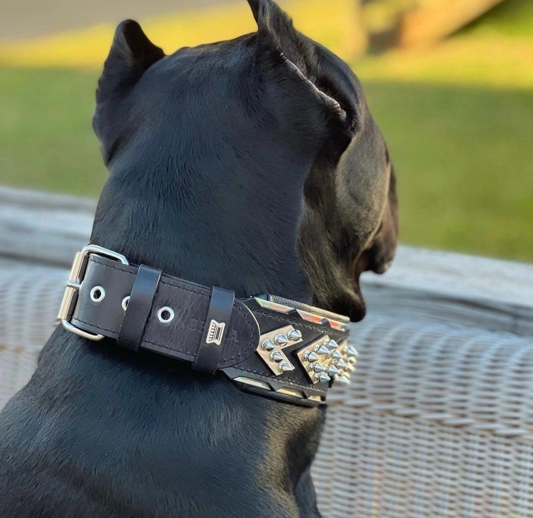 Collar Midas premium plateado para perros - accesorio de lujo con detalles metálicos - MITZON